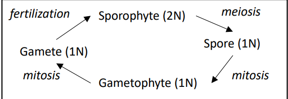 <p>Sporophytes do meiosis to make spores</p><p>spores do mitosis to make gametes</p><p>gametophytes do mitosis to make gametes</p><p>gametes do fertilization to make sporophytes</p>