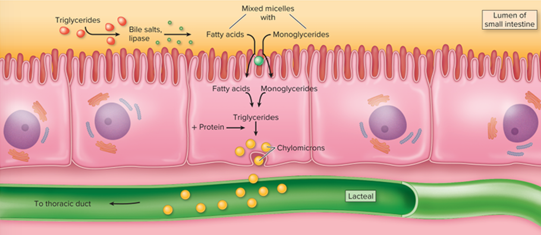 <p></p><ol><li><p>capillary endothelium has lipoprotein lipase to hydrolyze monoglycerides</p></li><li><p>resulting free fatty acids and glycerol enter fat cells to be resynthesized into triglycerides for storage</p></li><li><p>chylomicrons form in absorptive cells of the small intestine</p></li><li><p>enter the lymphatic system, then the blood</p></li><li><p>remnants of chylomicrons are degraded by the liver</p></li></ol><p></p>