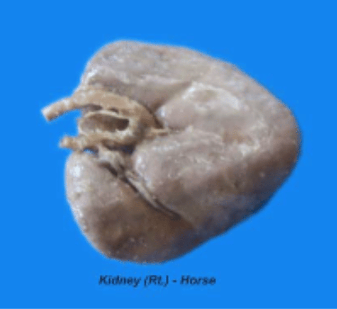 <p>found in horses right kidney</p>