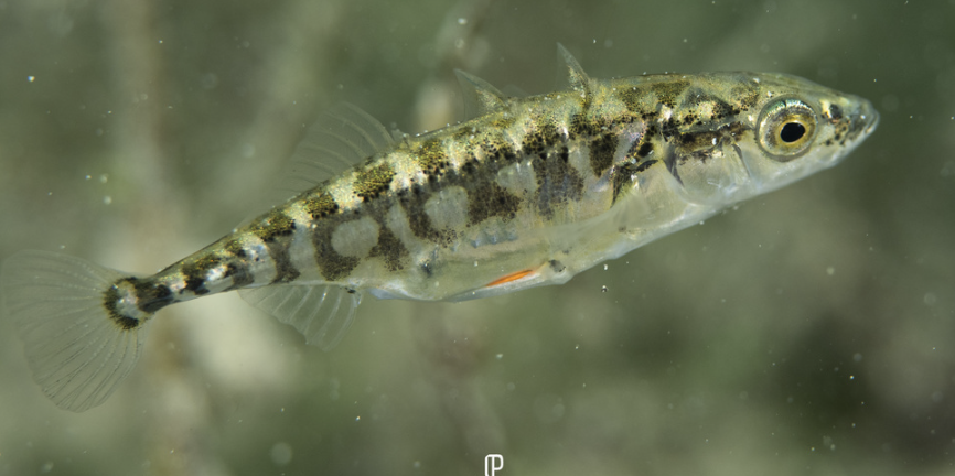 <p>sticklebacks</p><p></p><p>Key traits:</p><ul><li><p>16 spp</p></li><li><p>temperate zone, marine but some freshwater&nbsp;</p></li><li><p>carnivorous</p></li><li><p>isolated spines in their dorsal fins, no scales&nbsp;</p></li></ul><p></p>