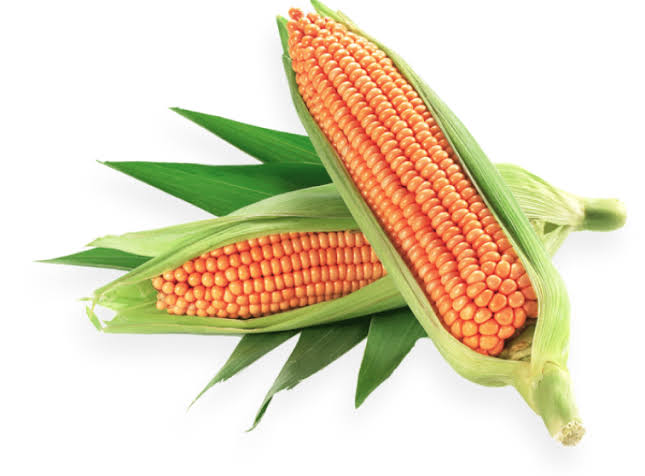 <p>Zea mays</p>