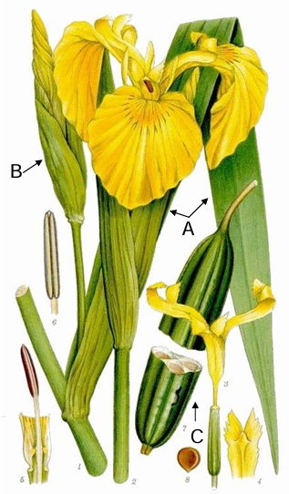 term image