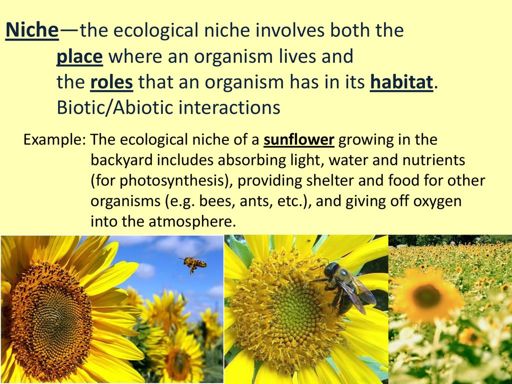 <p>An ecological niche is the specific role that an organism plays in its habitat; This could be:</p><ul><li><p>What the organism eats</p></li><li><p>What species relies on the organism for food</p></li><li><p>Its activity patterns</p></li><li><p>Its location (where it lives and feeds)</p></li><li><p>The abiotic and biotic factors that influence its survival</p></li></ul><p></p>