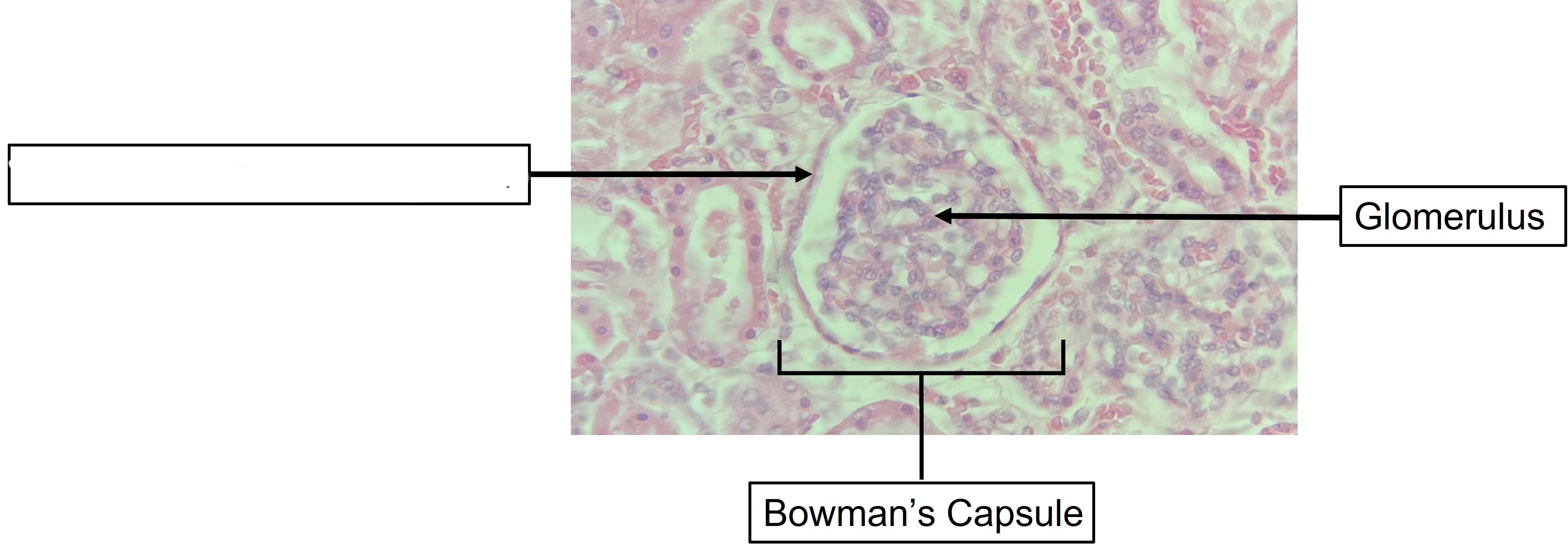 <p>What cells are shown</p>