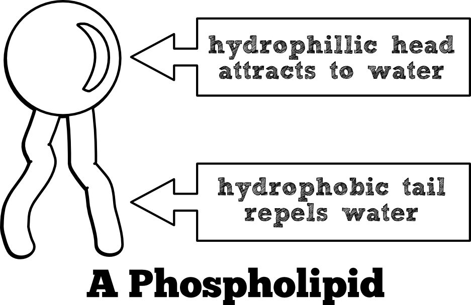 <p>The phosphate head is hydrophilic, and the lipid tail is hydrophobic.</p>