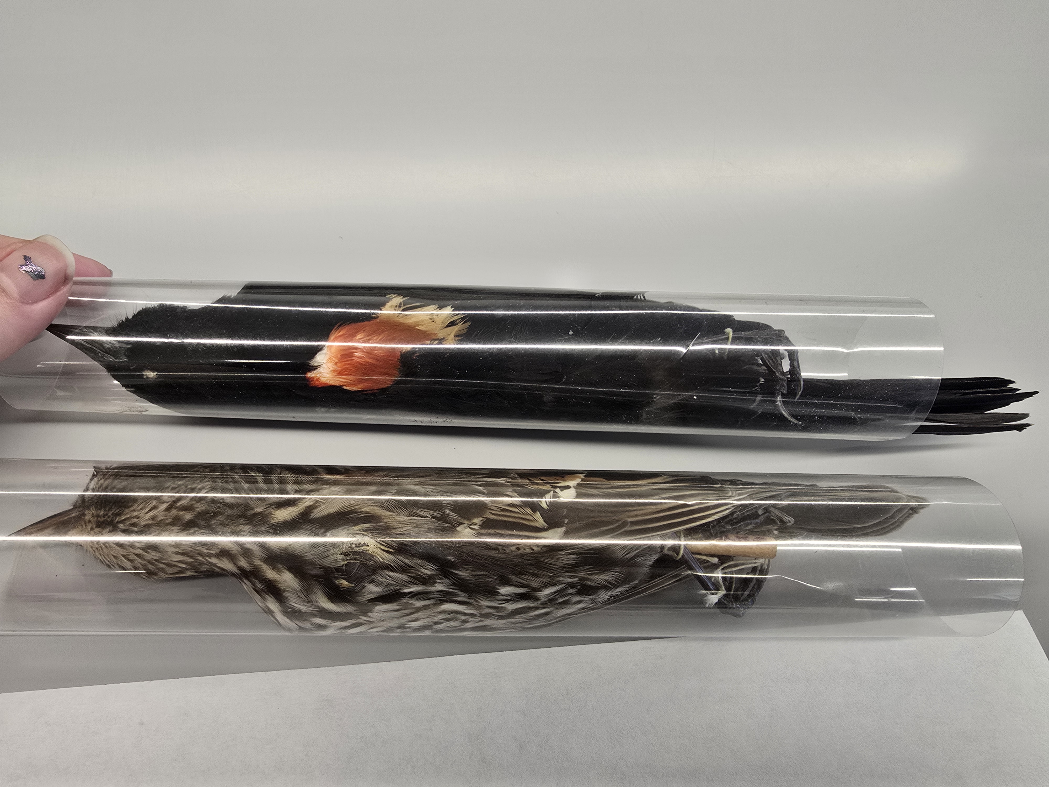 <p>red-winged blackbird</p>