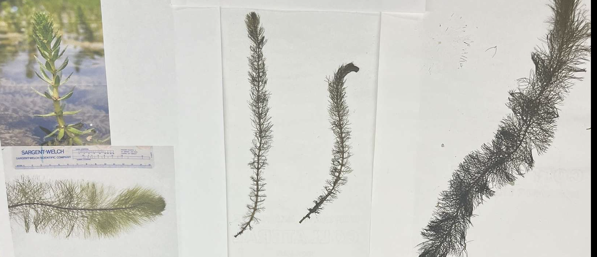 <p>plant?</p>