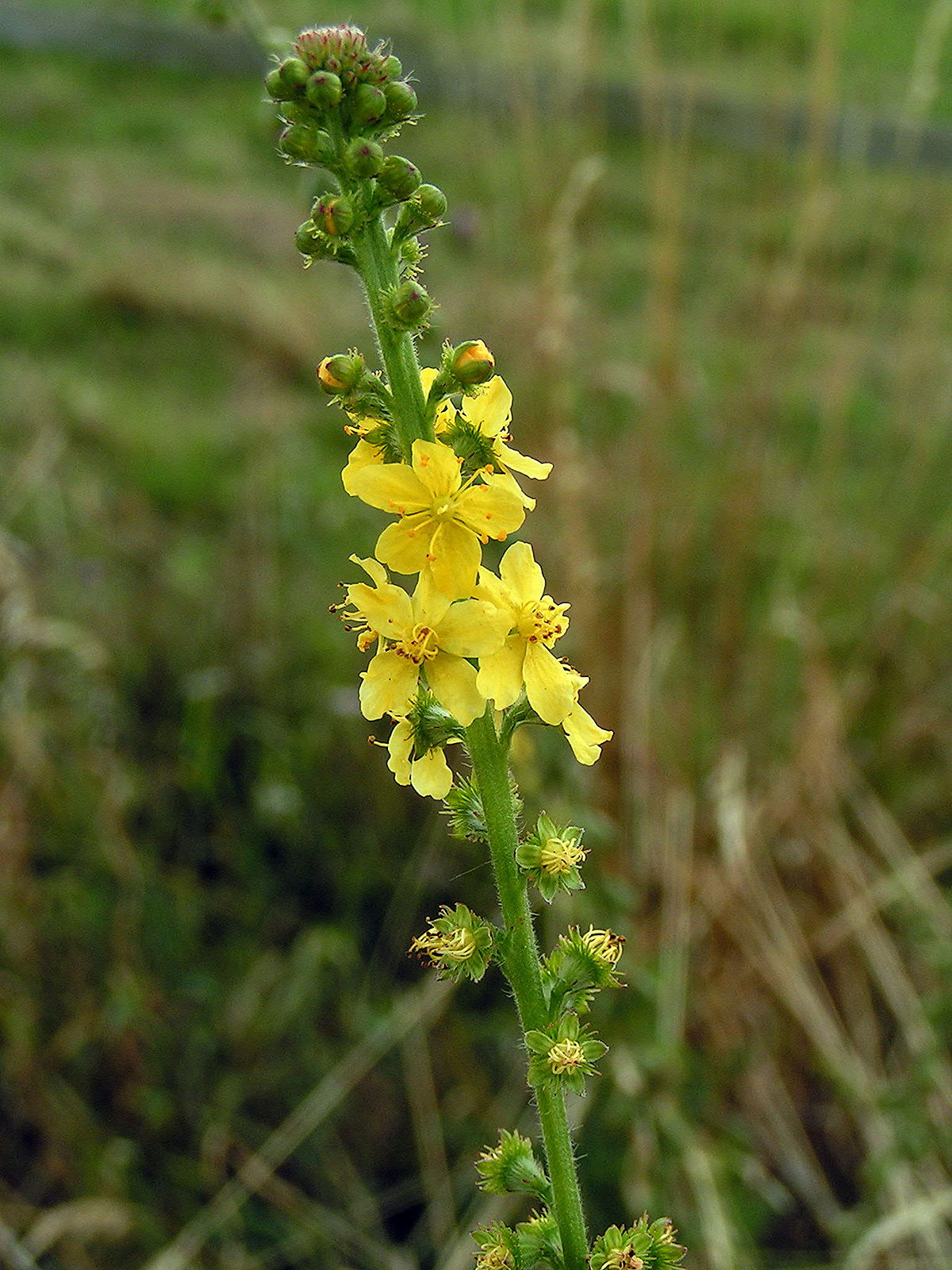 <p>agrimonia eupatoria</p>