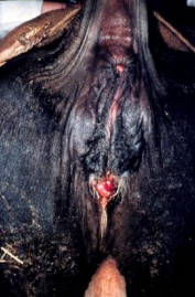 <p>Uterine Torsion in <span style="color: rgb(115, 90, 90)">ruminants</span></p>