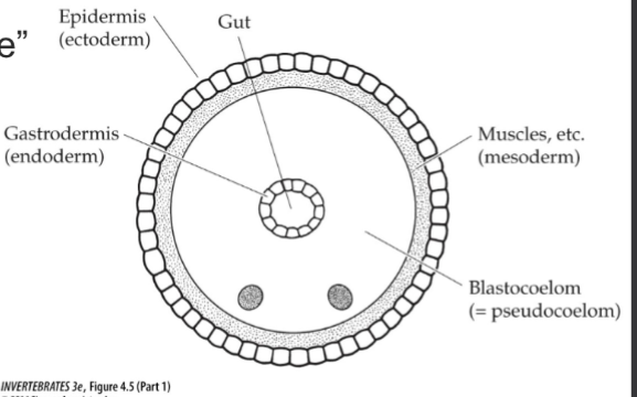 <p>bilateral symmetry</p><p>anterior-posterior→unidirectional </p><p>defined head region→weak cephalization</p><p>triploblastic</p><p>blastocoelomate→Pseudocoelomate</p><p>spacious coelom</p><p>vermiform</p><p>unsegmented- no appendages</p><p>round in cross section- “roundworms”</p><p>lack locomotory cilia in all life stages</p>