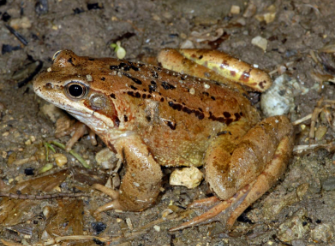 <p>häufigster Frosch CH</p>