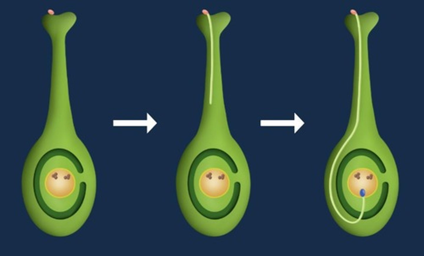 <p>The first sperm cell fuses with the egg cell to form a diploid zygote.</p>