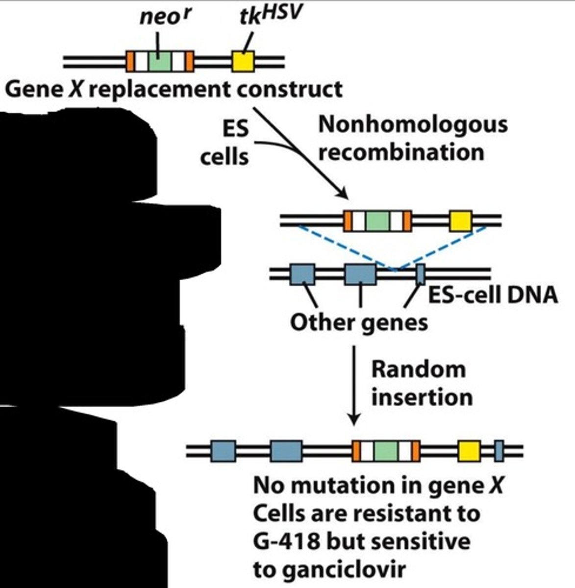 <p>The Tk gene is present on the vector plasmid containing the knockout of the target gene. However, it is located outside of the target gene so it will not be present during homologous recombination. If non-homologous recombination occurs, a larger chunk of the vector will recombine containing the Tk gene.</p>