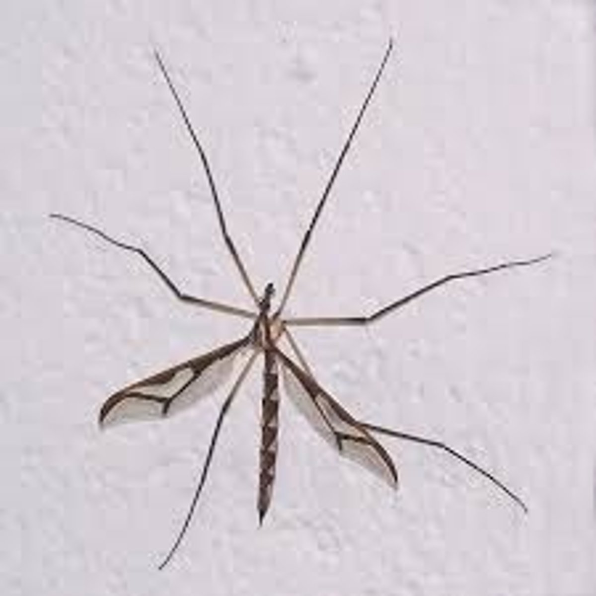<p>Looks like a mosquito but bigger<br>Active during spring, after the rain, and at night<br>During the day it rests on trees<br>Emerges from the soil, flies low to mate and lay eggs<br>Lays eggs in the ground, the larva stays in the soul and looks like a maggot<br>Has halteres</p>
