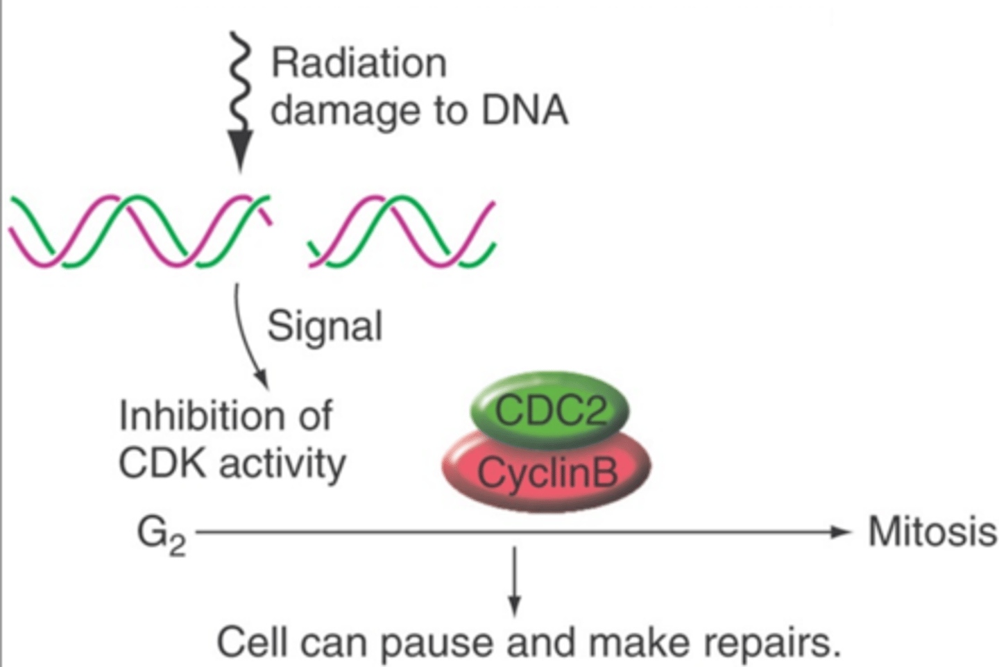 <p>inhibited by DNA damage</p>