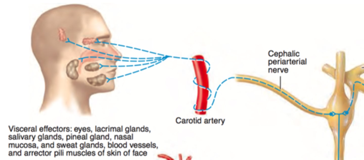 <p>wraps around carotid artery and travels to the head</p>