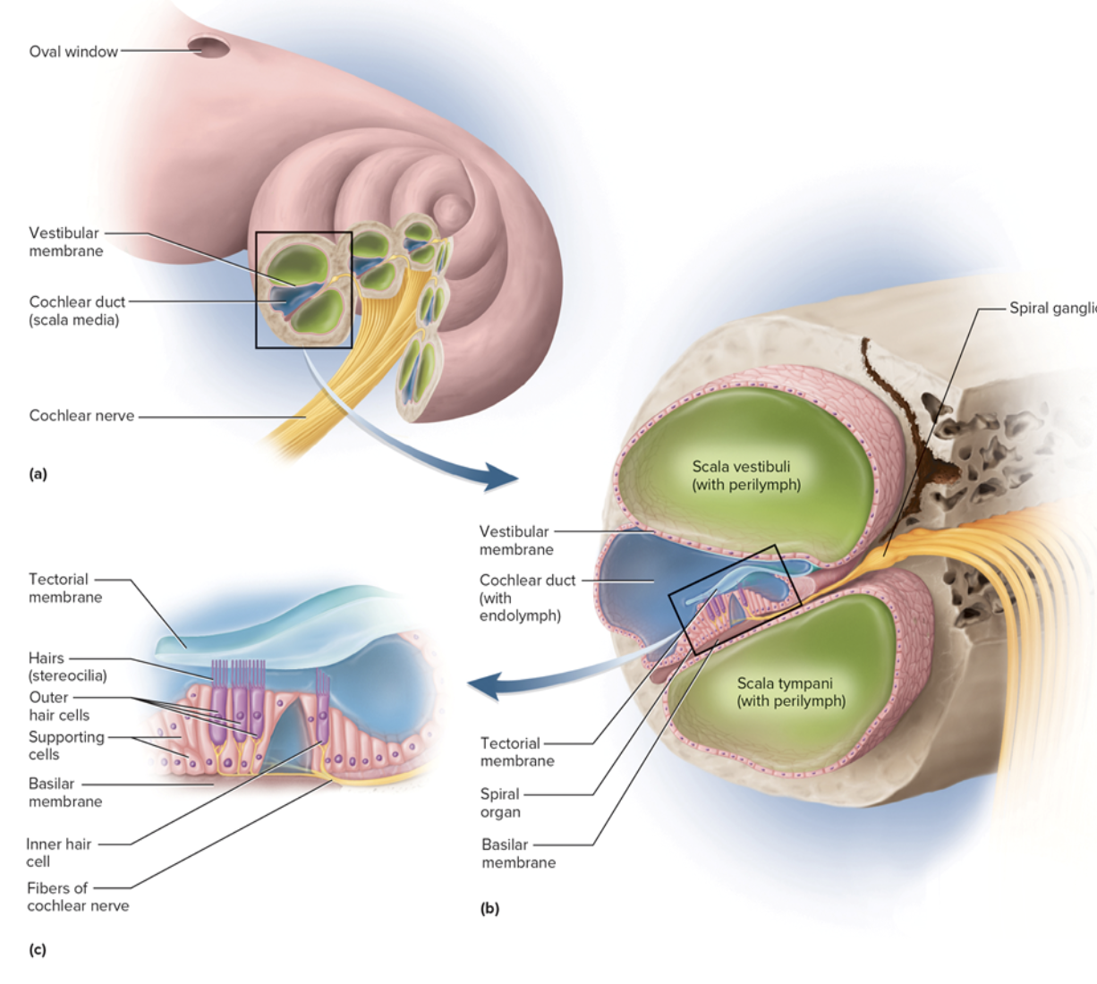 <p><span>chamber <strong>above </strong>vestibular membrane</span></p><ul><li><p><strong>Begins </strong>near <strong>oval window</strong></p></li><li><p><span>Contains <strong>perilymph</strong></span></p></li></ul><p></p>