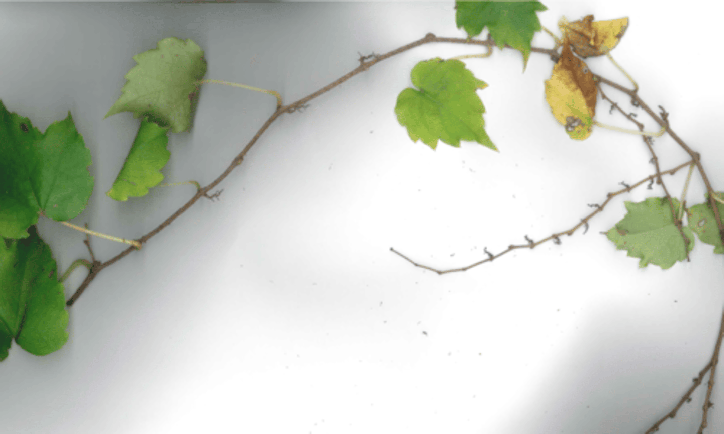 <p>3-lobed leaf, root-like holdfasts, fall color (this isn't the best pic #sorry)</p>