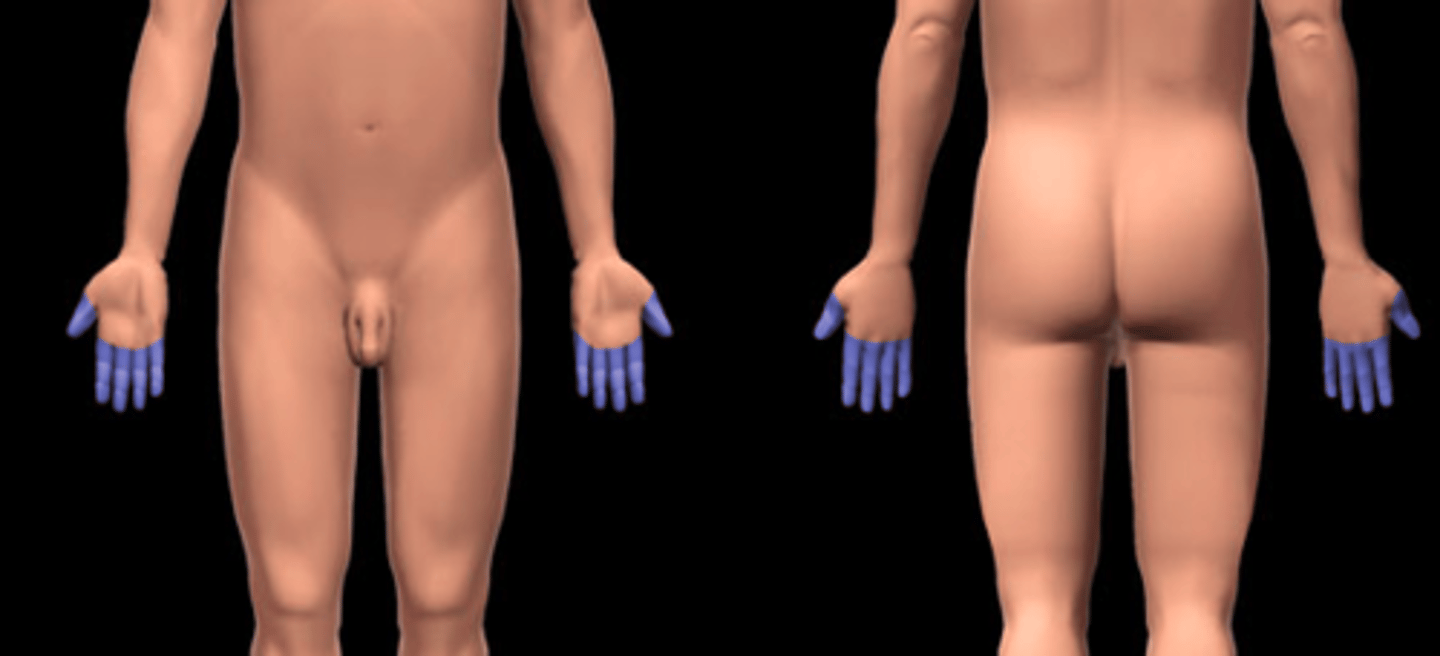 <p>fingers</p>