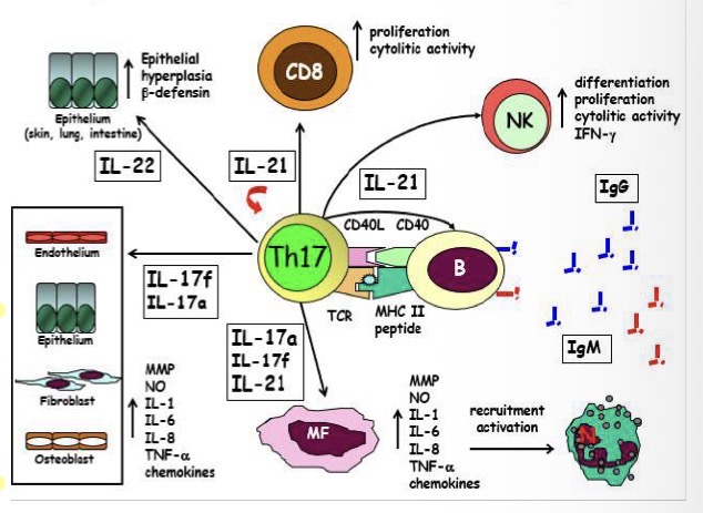 <p>La risposta Th17 mediata è neutrofilo indipendente.</p><p>Va a produrre:</p><ul><li><p>IL21 che promuove la produzione di IgM e IgG e attiva NK e CD8 aumentandone la proliferazione e differenziazione e incrementandone la capacità citotossica.</p></li><li><p>IL22 arriva le cellule epiteliali che producono beta-difensine</p></li><li><p>IL17f e IL17a hanno attività nei confronti dell’endotelio, epitelio, fibroblasti e osteoblasti e macrofagi promuovendo la formazione di cito chine infiammatorie, chemochine (IL8) e metalloproteasi.</p></li></ul><p></p>