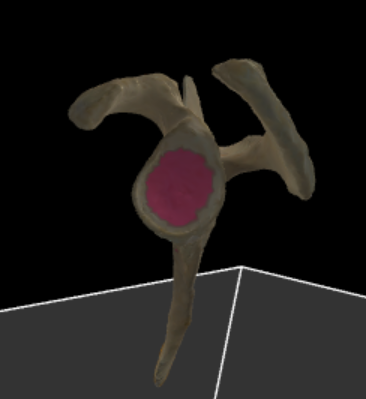 <p>gewrichtspan voor humerus</p>