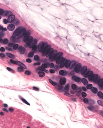<p>Identify!</p>
