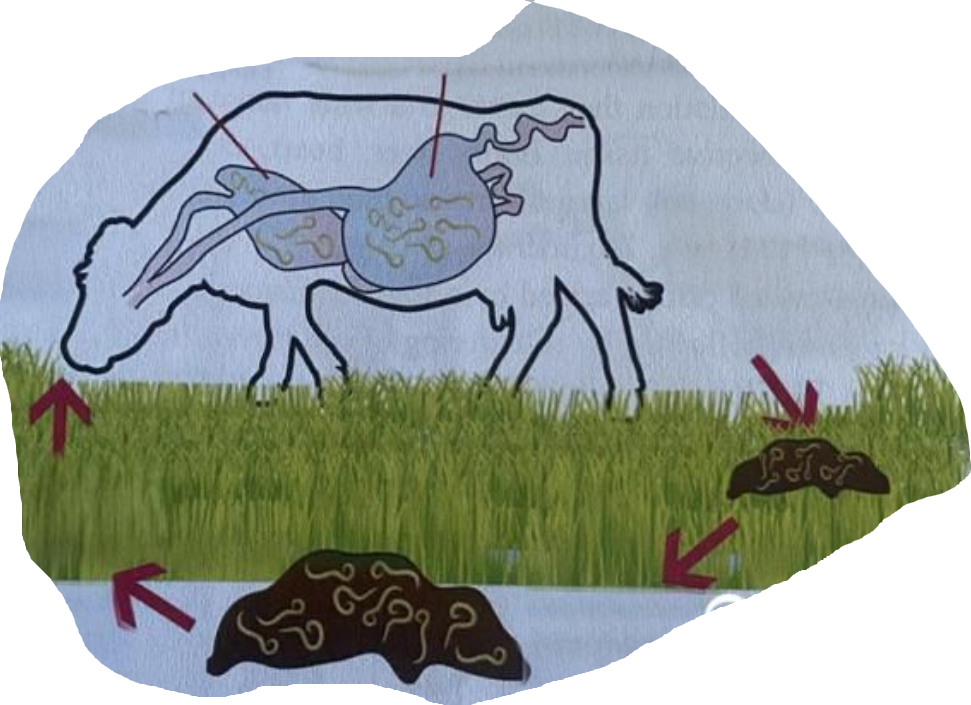 <p>life cycle of?</p>