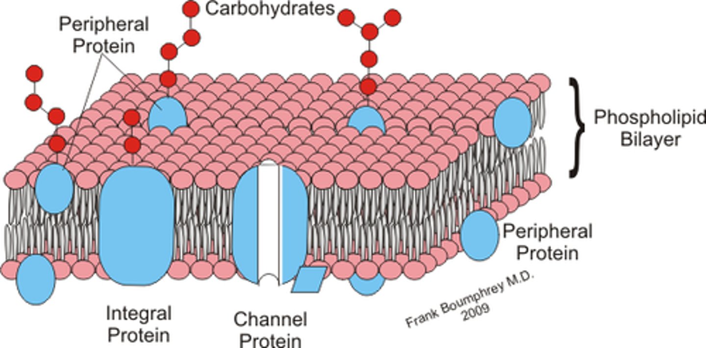 <p>found on the outside and inside surfaces of membranes, attached either to integral proteins or to phospholipids. Unlike integral membrane proteins, peripheral membrane proteins do not stick into the hydrophobic core of the membrane, and they tend to be more loosely attached.</p>