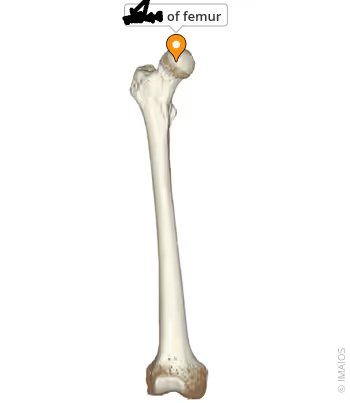 <p>an expanded articular end of a bone</p>