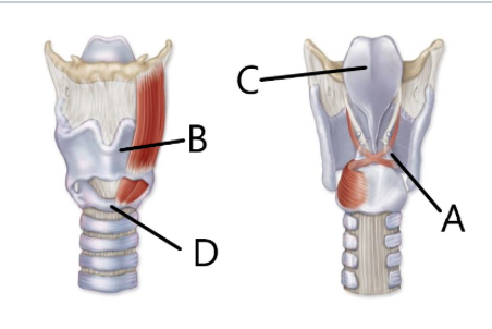 <p>A large cartilage in the larynx that forms the Adam's apple and provides protection to the vocal cords. </p><p>B</p>