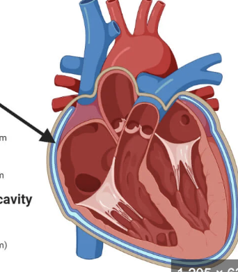 <p><span>Double-layered membrane surrounding the heart</span></p>