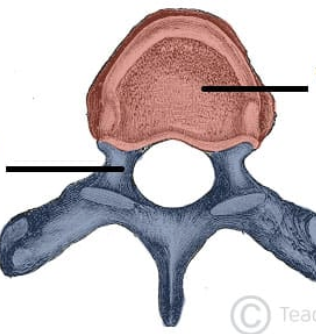 <p>What is the red portion called?</p>