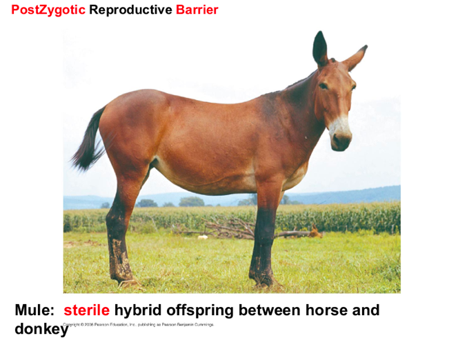 <p>prevent the hybrid zygote from developing into a viable fertile adult</p><ul><li><p>reduced hybrid viability (weak)</p></li><li><p>Reduce hybrid fertility( sterile )</p></li><li><p>Hybrid breakdown </p></li></ul><p></p>