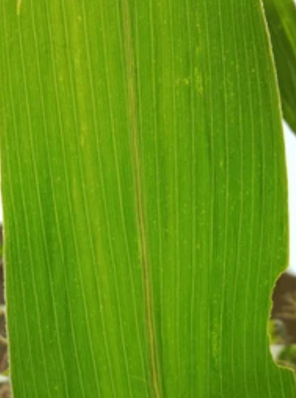 <p>parallel venation that runs from leaf tip to base</p>