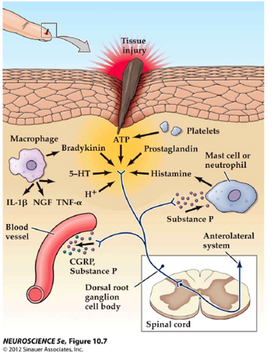 <p>consequence: sub-threshold stimuli now become sufficient to generate AP, increasing pain sensitivity</p><p>-harmless stimuli now perceived as pain (allodynia)</p>