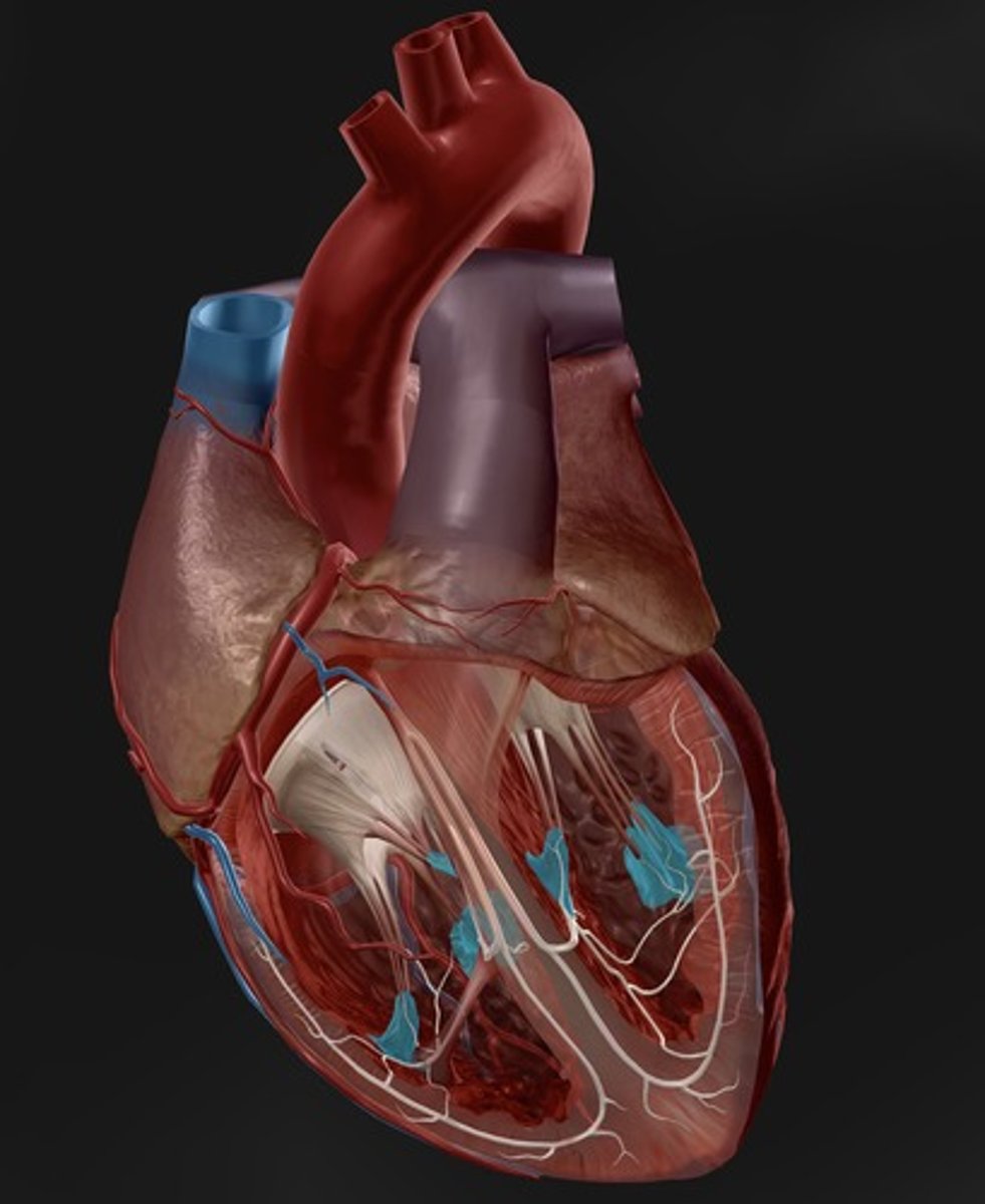 <p>responsible for pulling the atrioventricular valves closed by means of the chordae tendineae</p>