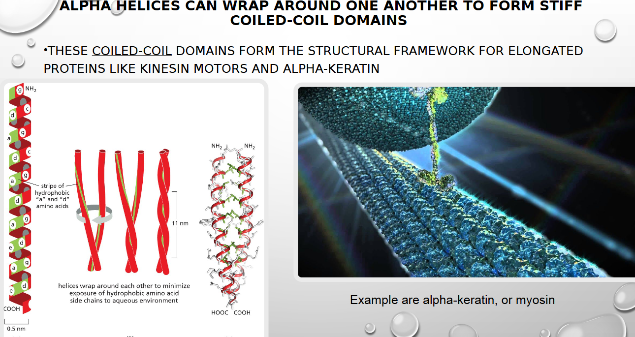 <p>ELONGATED ONES like keratin</p>
