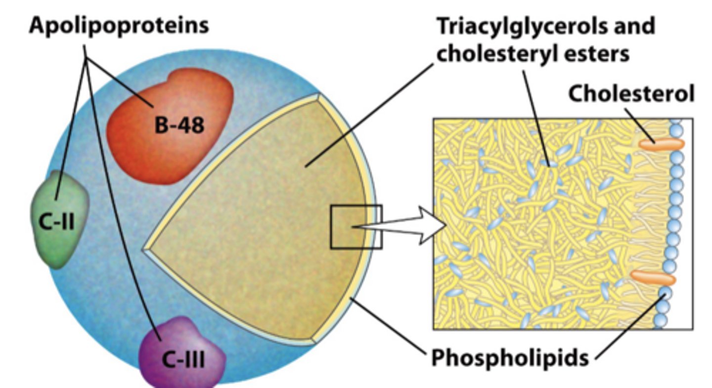 <p>Chylomicrons</p>