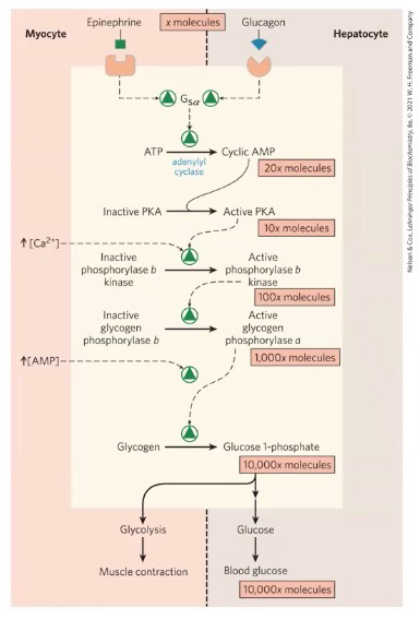 <p>Both cause a G-protein cascade activating adenylyl cyclase, which creates cAMP that activates PKA, which activates phosphorylase b kinase, which converts glycogen phosphorylase b to glycogen phosphorylase a, which can then break down glycogen to G1P</p>