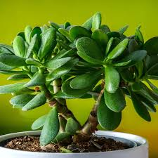 <p><em>Crassula </em>(Jade)</p>