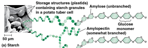 <p>Starch</p>