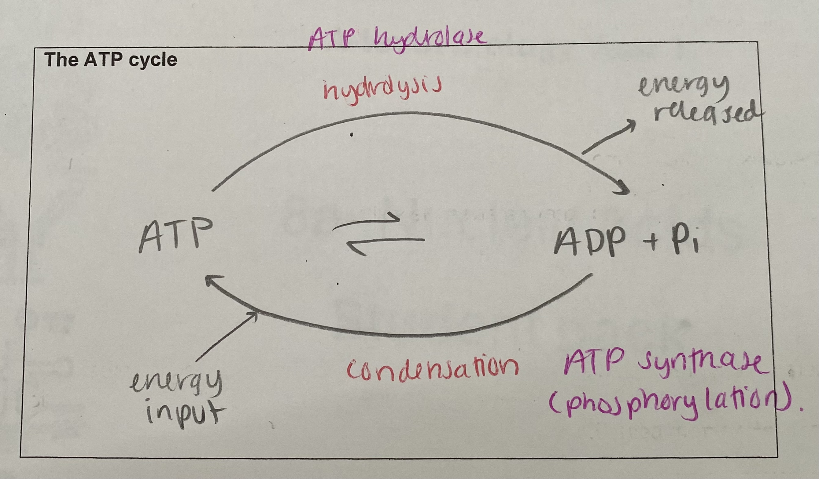 knowt flashcard image