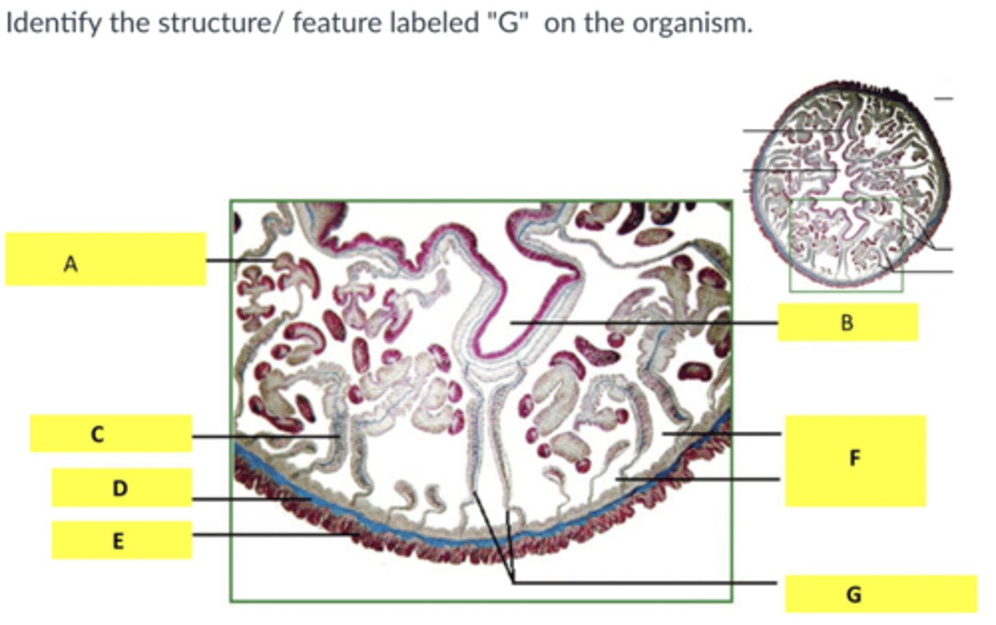 knowt flashcard image