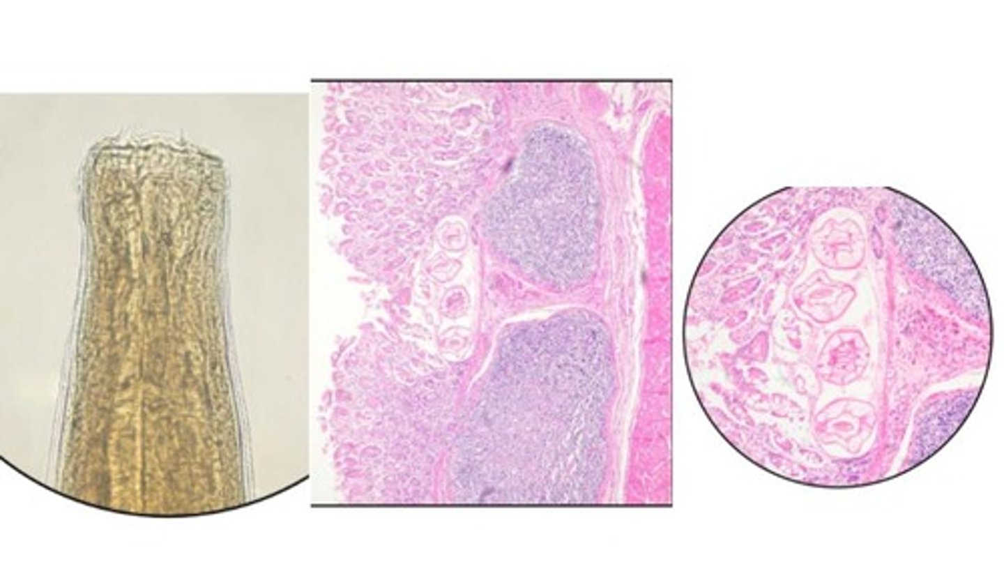 <p>Small equine strongyle that infects the cecum & colon </p><p>-Has a well-developed buccal cavity that's more cylindrical in shape than the ovoid buccal cavity of the large strongyles</p><p>-Have external & internal leaf-crowns</p><p>*Larvae can be recovered using a Baermann technique</p>