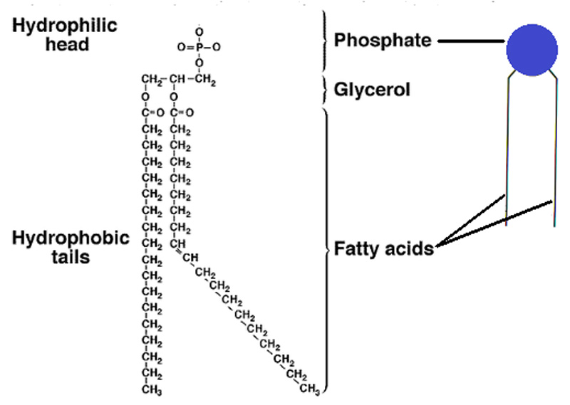 <ul><li><p>1 molecule of glycerol</p></li><li><p>A <strong>hydrophilic</strong> phosphate head</p></li><li><p><strong>2 hydrophobic</strong> fatty acid chains</p></li></ul>