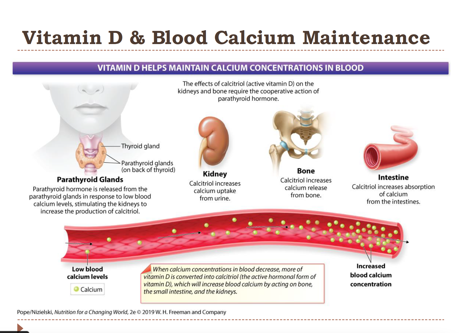 <ul><li><p>most calcium is stored in the bones; less than 1% circulates the blood. It is very important! </p></li><li><p>1. <u>Parathyroid glands</u>- the parathyroid hormone is released from here in response to low blood calcium levels</p></li><li><p>2. <u>Kidney</u> – Calcitriol increases calcium reabsorption in the kidneys</p><p>(So less calcium is lost in urine.)</p></li><li><p>3. <u>Bone</u>- calcitriol increases calcium release from bone</p></li></ul><ul><li><p>4. <u>Intestine</u> – Calcitriol increases the absorption of calcium from the intestine</p></li></ul><p>**Calcitriol is what Vit D is converted to!</p><p></p>