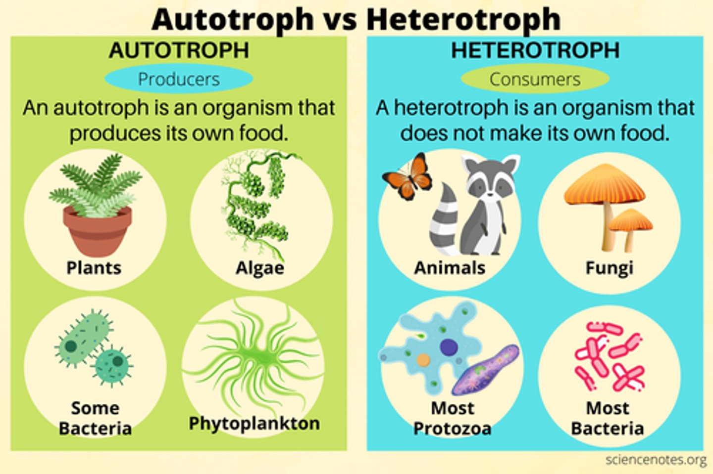 <p>Heterotrophs are consumers of organic substances produced by autotrophs, which are producers of organic substances.</p>
