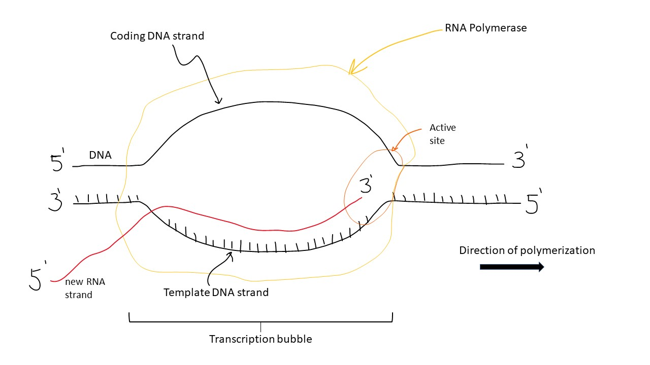<p>The transcription bubble (–15 to +15)</p>