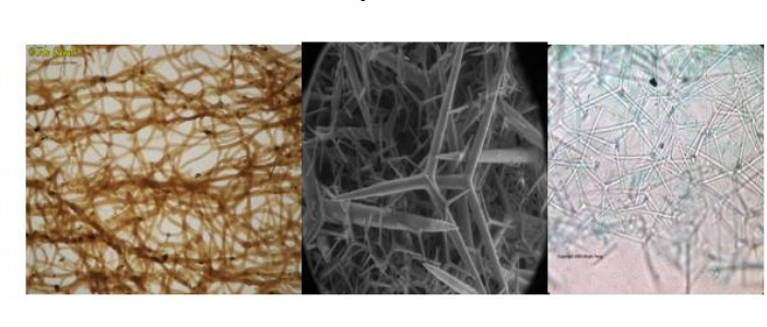 <p>What the endoskeleton of sponges are made of. consist of proteins, calcium, carbonate, and silica.</p>
