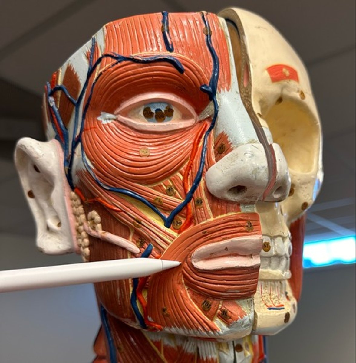 <p>What are the (2) attachments of the Orbicularis Oris?</p>